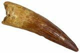 Fossil Spinosaurus Tooth - Real Dinosaur Tooth #353086-1